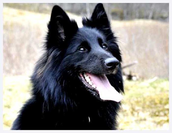 Грюнендаль (порода собак) — всё о собаке