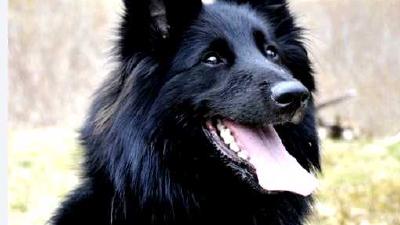 Грюнендаль (порода собак) — всё о собаке