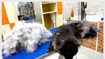 Груминг кошек профессиональный уход в домашних условиях