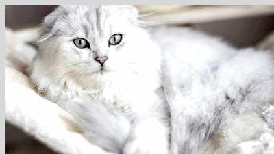 Хайленд-фолд — всё о кошках