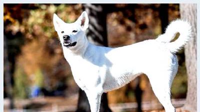 Ханаанская собака — всё о собаке