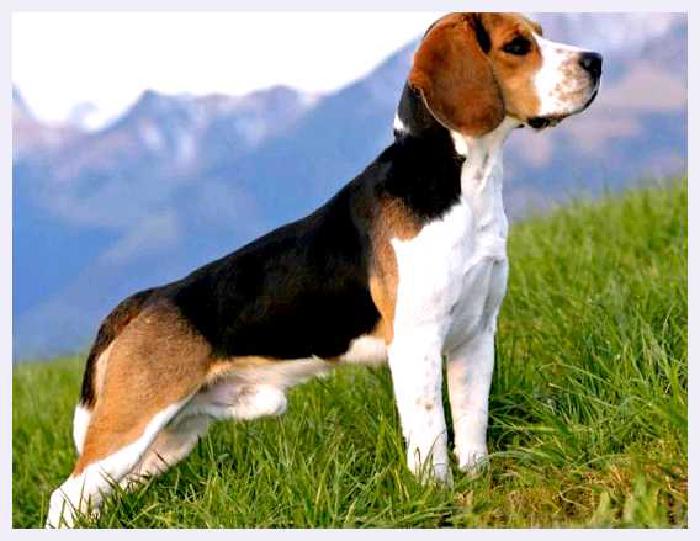 Харьер — всё о собаке