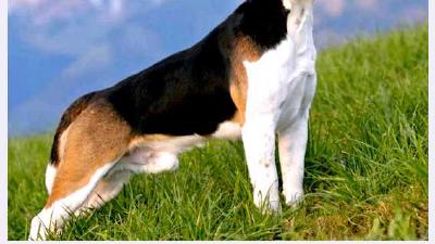 Харьер — всё о собаке