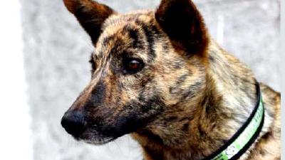 Хеллефорсхунд — всё о собаке