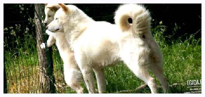 Хоккайдо (порода собак) — всё о собаке