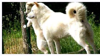 Хоккайдо (порода собак) — всё о собаке