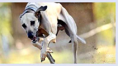 Хортая борзая — всё о собаке