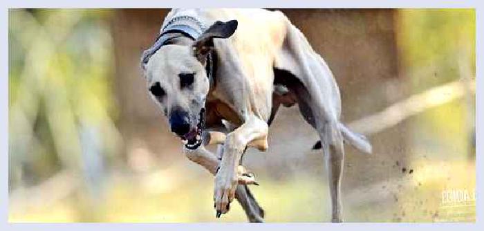 Хортая борзая — всё о собаке