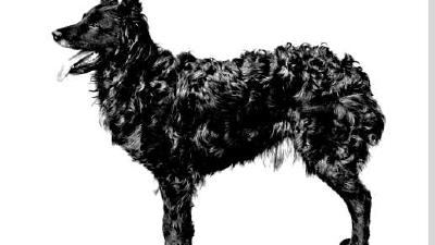 Хорватская овчарка — всё о собаке