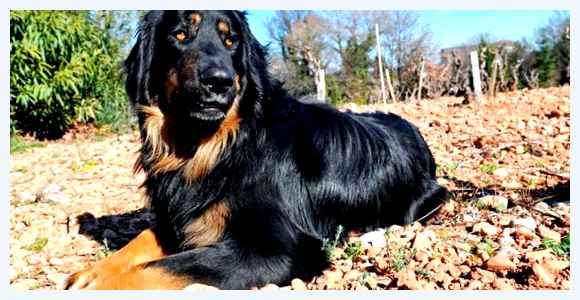 Ховаварт - всё о собаке Помимо физической активности