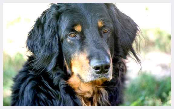 Ховаварт - всё о собаке Уровень линьки Умеренный Уход