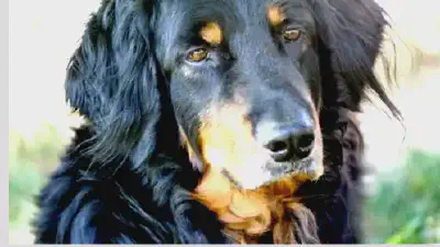 Ховаварт — всё о собаке