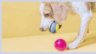 Игры и занятия для умственного развития собак