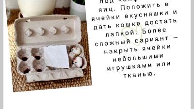 Интерактивные игры и занятия для развития интеллекта кошек