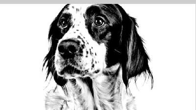 Ирландский красно-белый сеттер — всё о собаке