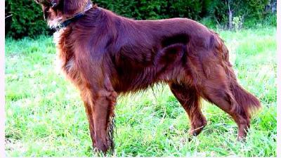 Ирландский красный сеттер — всё о собаке
