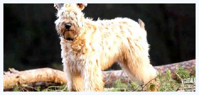 Ирландский мягкошёрстный пшеничный терьер — всё о собаке