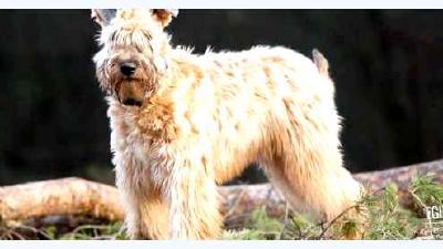 Ирландский мягкошёрстный пшеничный терьер — всё о собаке