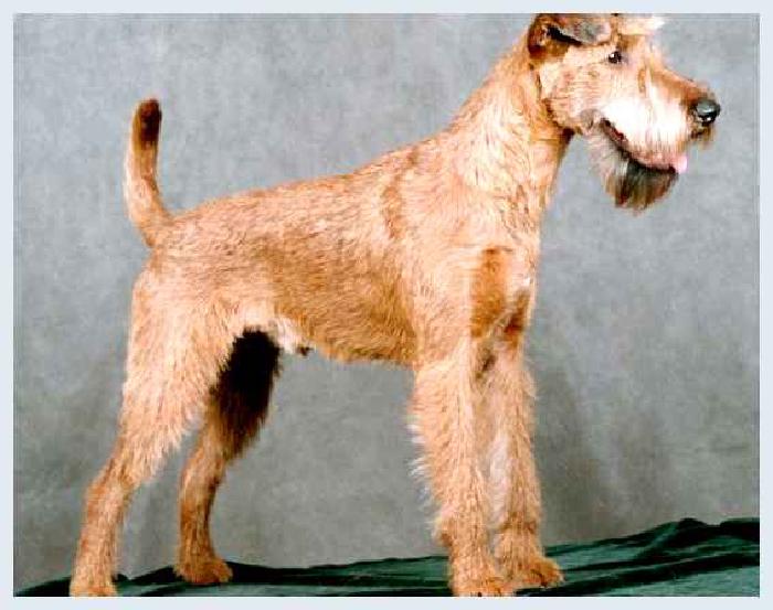 Ирландский терьер — всё о собаке