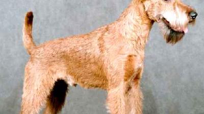 Ирландский терьер — всё о собаке