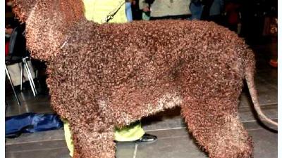 Ирландский водяной спаниель — всё о собаке