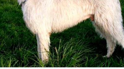 Ирландский волкодав — всё о собаке