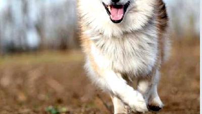 Исландская собака — всё о собаке