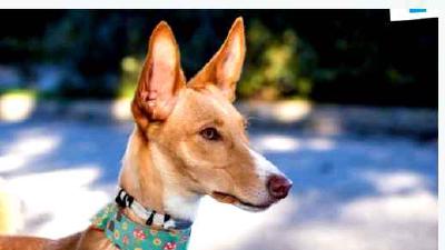 Испанская гончая — всё о собаке