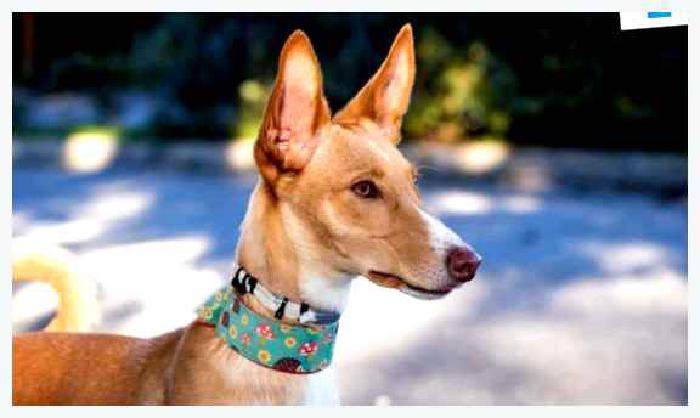 Испанская гончая — всё о собаке