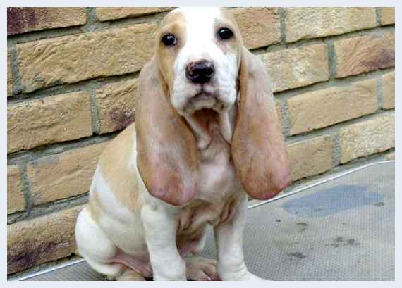 Испанская гончая - всё о собаке Примерно 10-12 лет Испанская