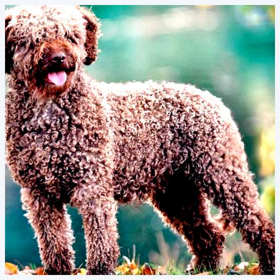 Испанская водяная собака - всё о собаке