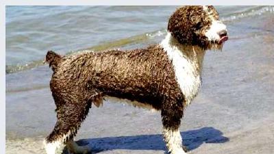 Испанская водяная собака — всё о собаке
