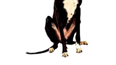 Испанский гальго — всё о собаке