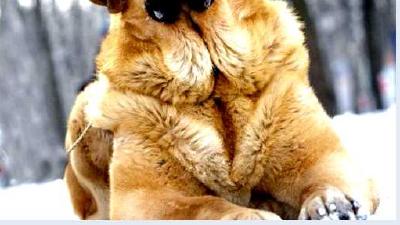 Испанский мастиф — всё о собаке