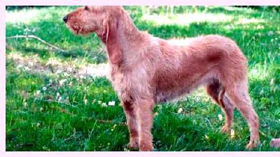 Итальянская гончая — всё о собаке