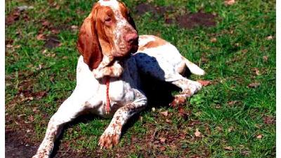 Итальянский бракк — всё о собаке