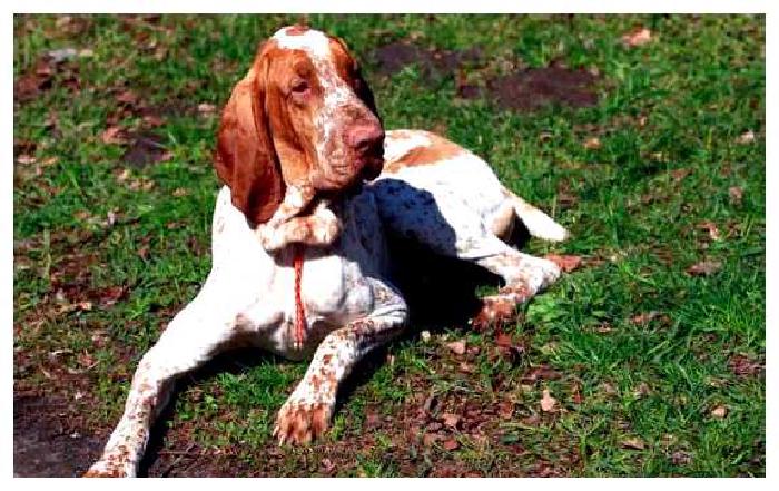 Итальянский бракк — всё о собаке