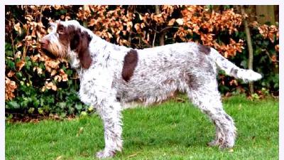 Итальянский спиноне — всё о собаке