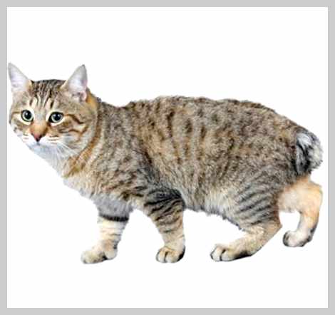 Японский бобтейл - всё о кошках Они легко устанавливают доверительные отношения