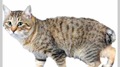 Японский бобтейл — всё о кошках