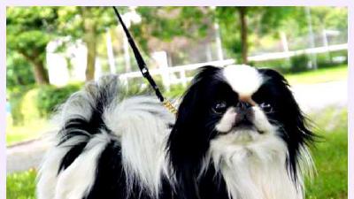 Японский хин — всё о собаке