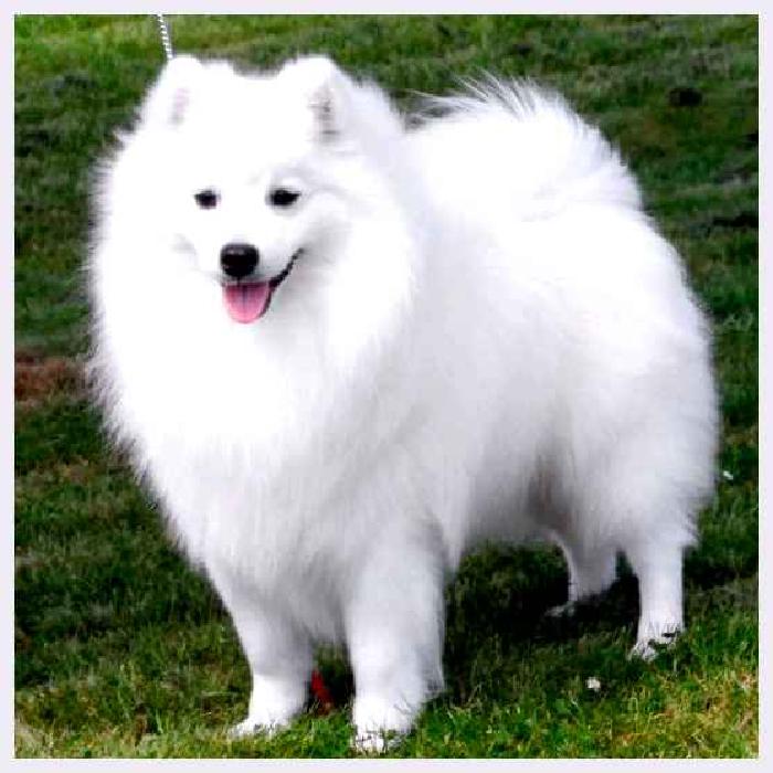 Японский шпиц — всё о собаке