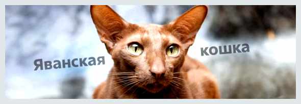 Яванез - всё о кошках кошек породы Яванез голова имеет