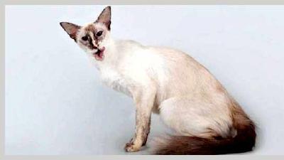 Яванез — всё о кошках