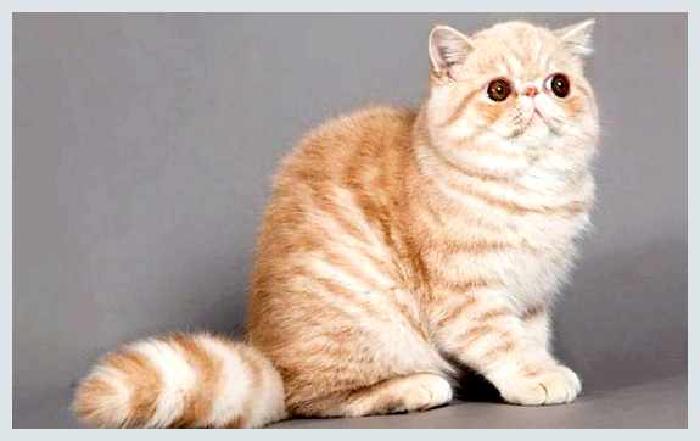 Экзотическая кошка — всё о кошках