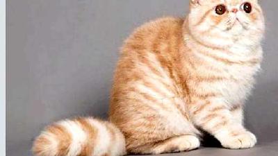 Экзотическая кошка — всё о кошках