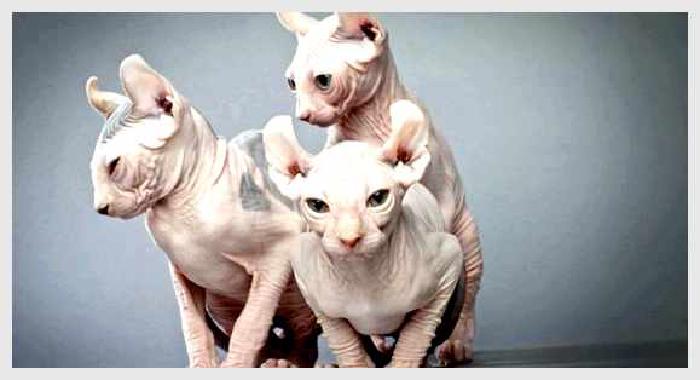 Эльф — всё о кошках