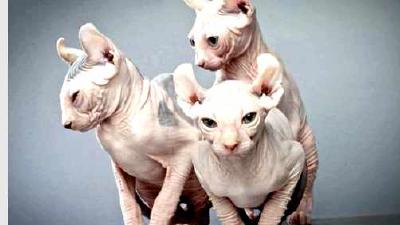 Эльф — всё о кошках