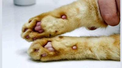 Эвтаназия кошек описание процедуры и ее целесообразность