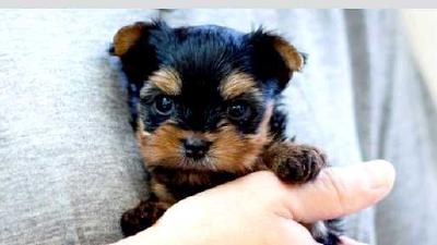 Йоркширский терьер — всё о собаке